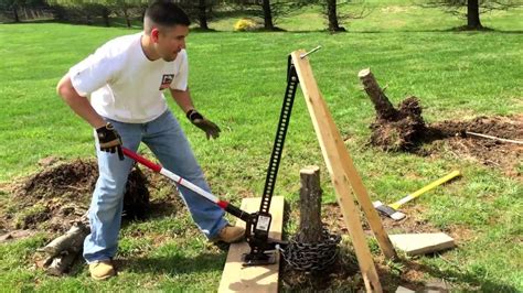 tree pulling stumps